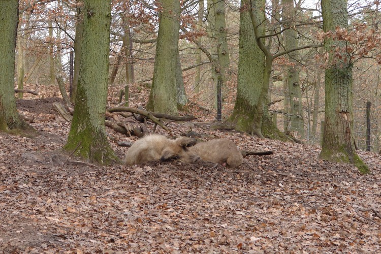 Wollschwein im Wildgehege (© Stadt Trier/Wildgehege)