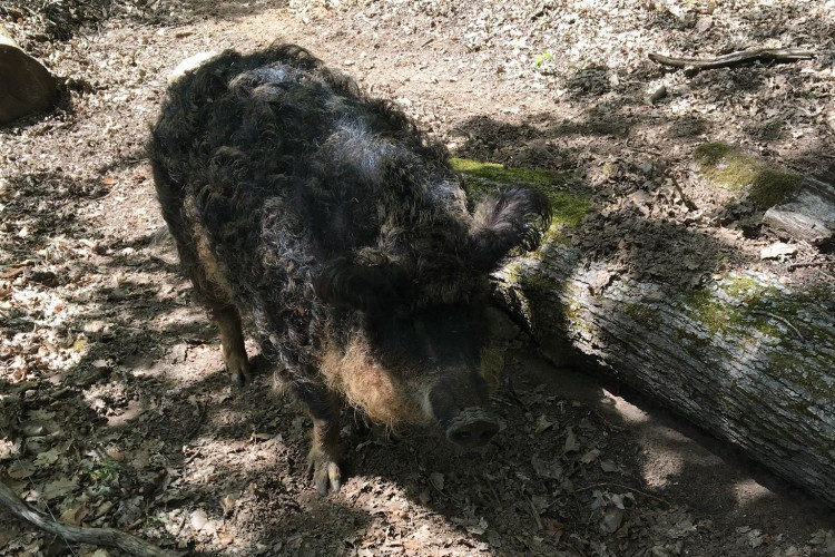 Woolly Pig in Animal Preserve