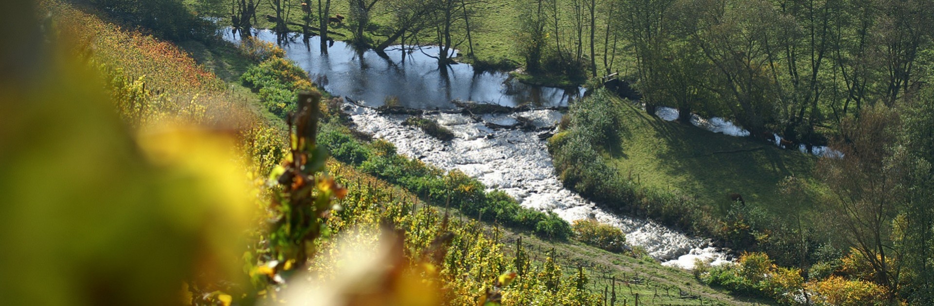River vineyard