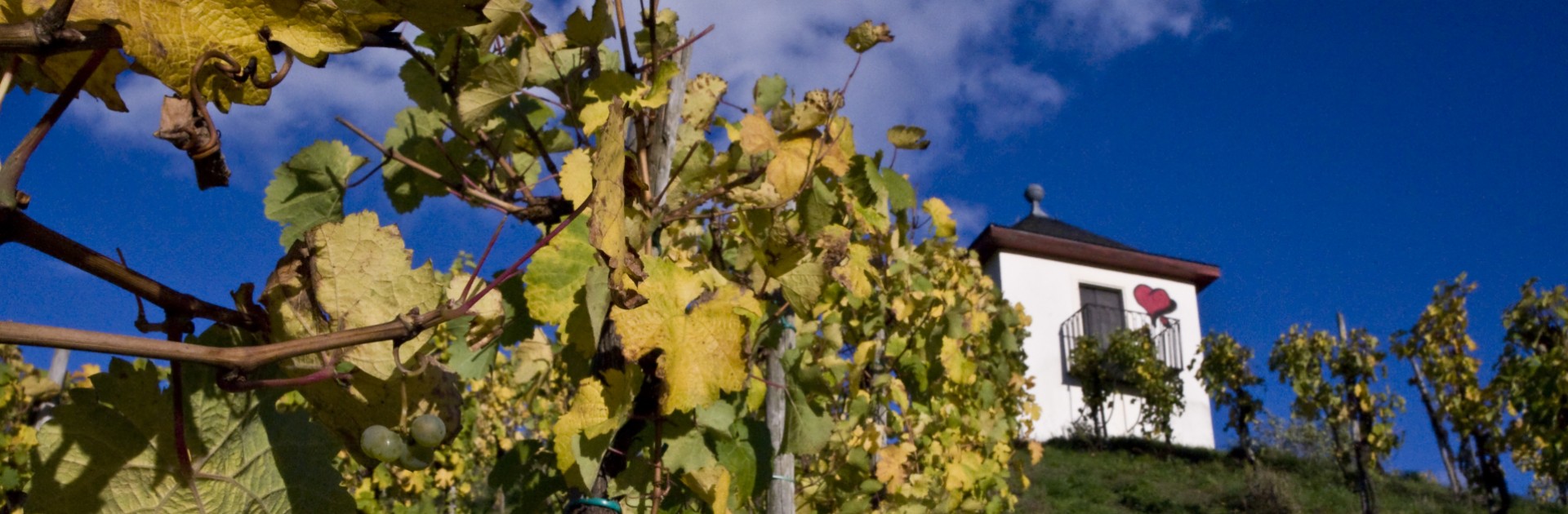 Vineyard in Trier Olewig - © Trier Tourismus und Marketing GmbH