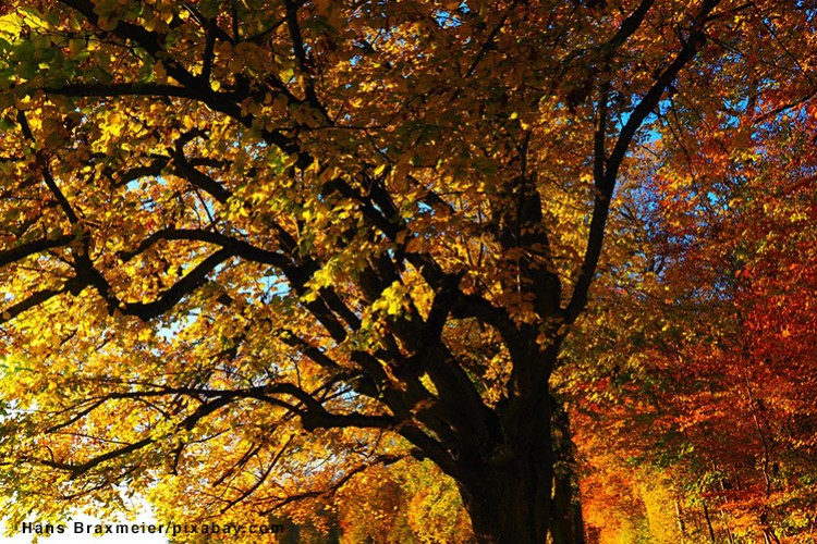 Tree in autumn - © Hans Braxmeier/pixabay.com