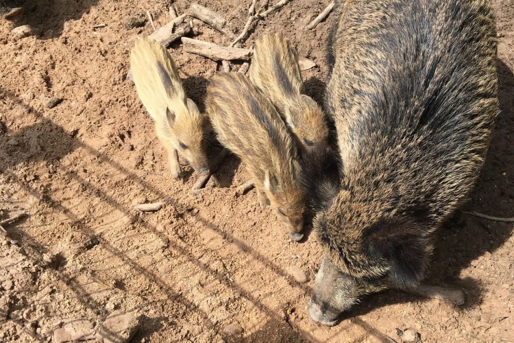 Wild Boars in Animal Preserve