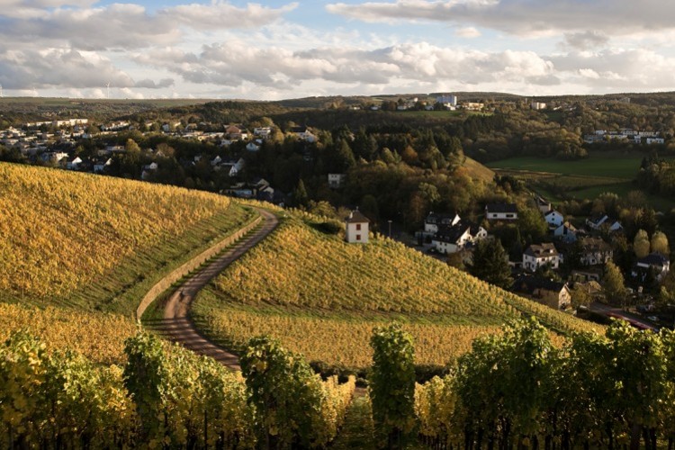 Sentier de la culture du vin en automne