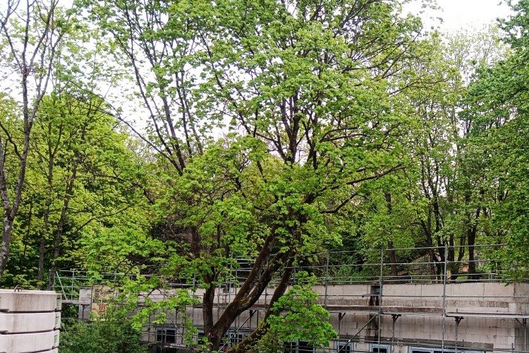 Außenansicht Halle Mäusheckerweg - &copy; Hochbauamt Trier