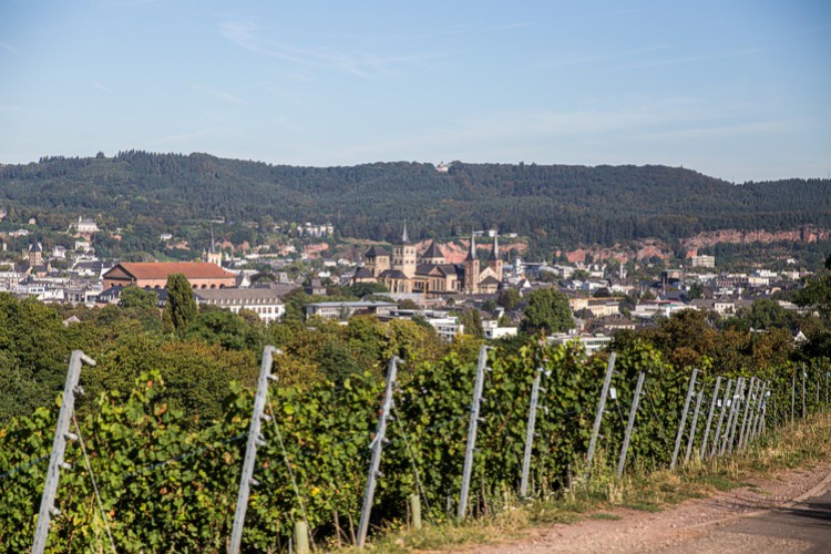 Weinberg mit Trier Panorama