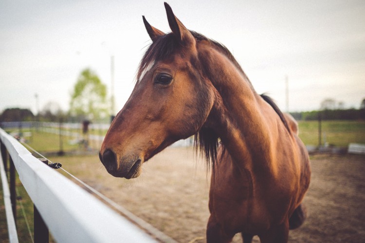 Braunes Pferd - © Kaboompix/pexels.com